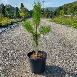 Borovica čierna (Pinus nigra) ´NIGRA´ - výška 60-80 cm, kont. C5L